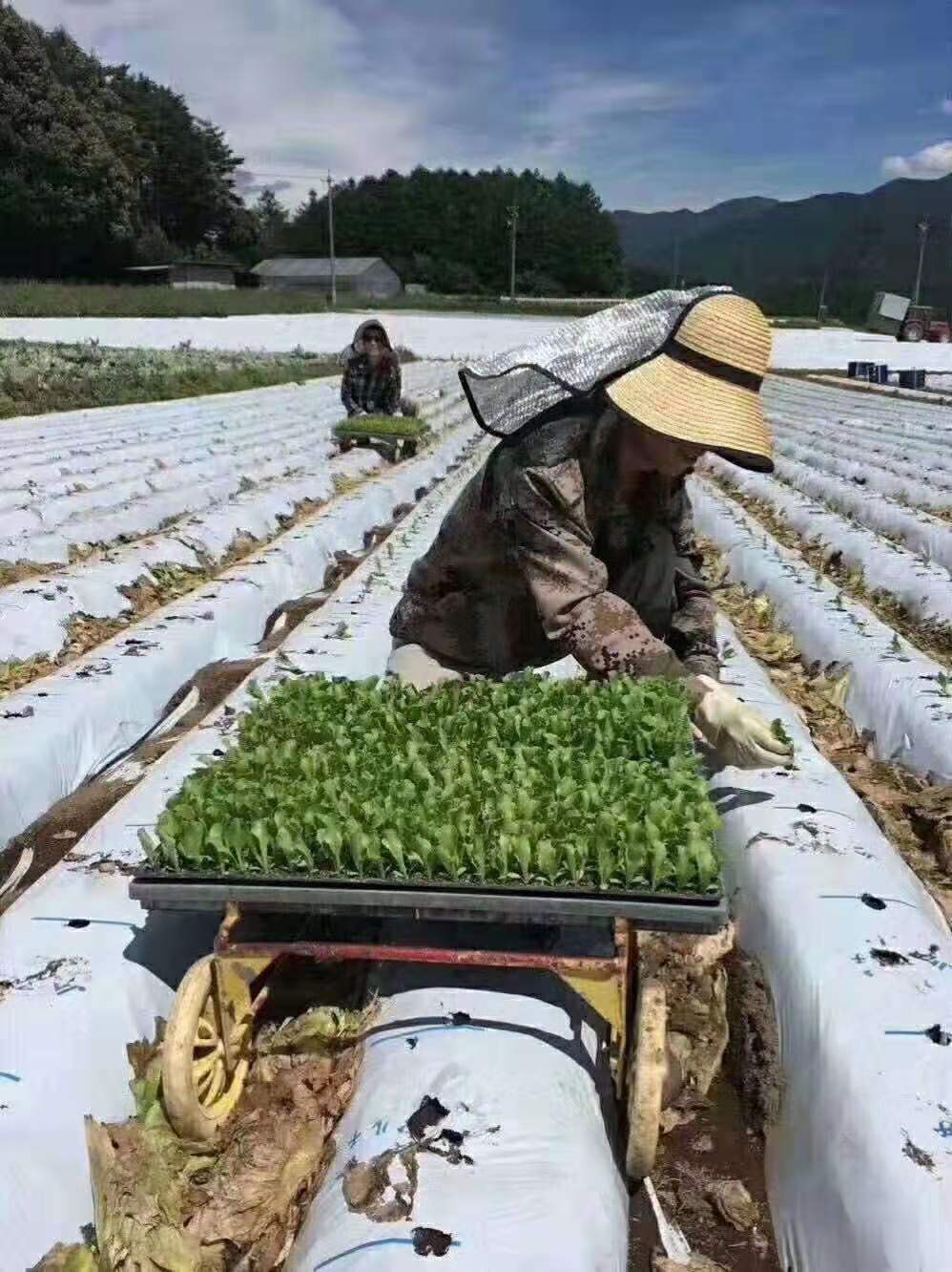 赴日本短期蔬菜種植加工男女工